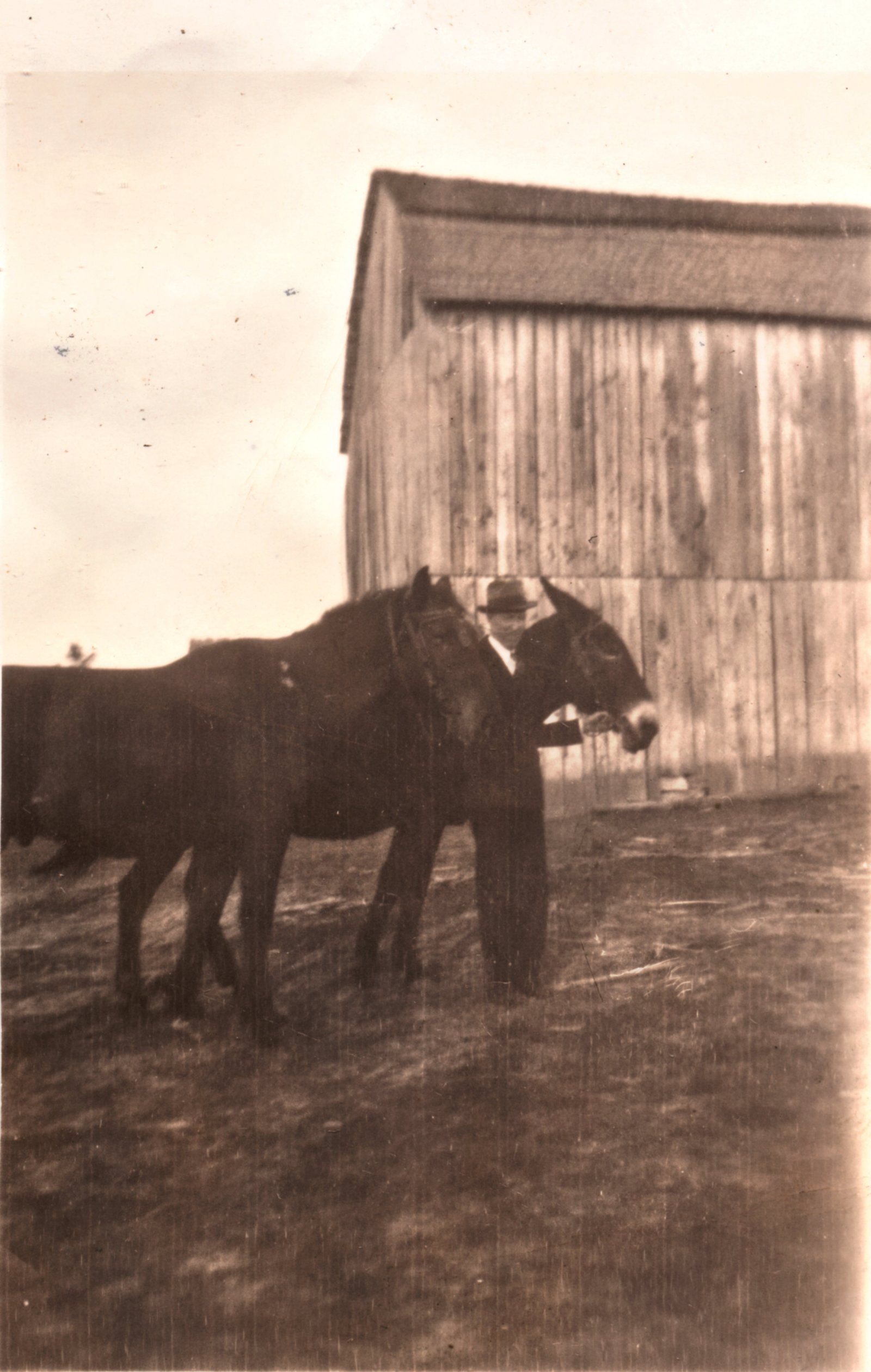  Fred Lewis with mules Charley and Susie - Des Arc Farm 